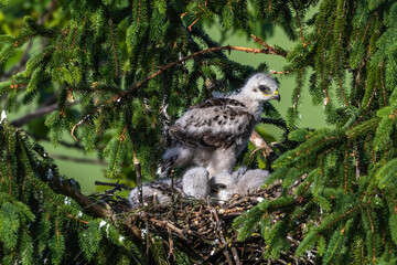 Mäusebussard (Buteo buteo), Jungvögel im Nest