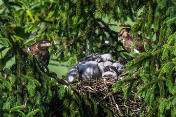 Mäusebussard (Buteo buteo), beide Altvögel am Horst
