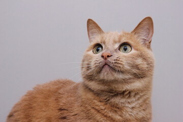 Portrait of a red cat looking carefully up on a gray background.