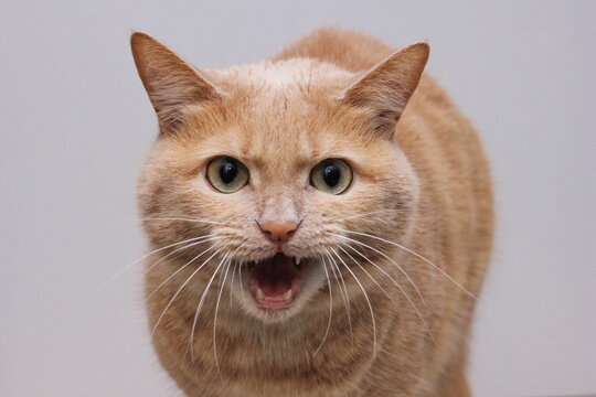 An angry red cat with an open mouth showing its teeth and looking directly into the camera. A dangerous pet.