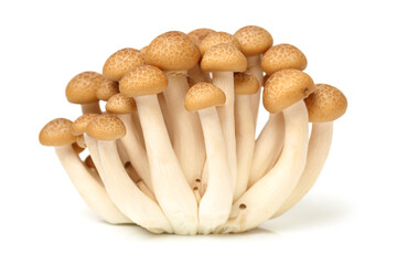 brown beech mushroom on white background 