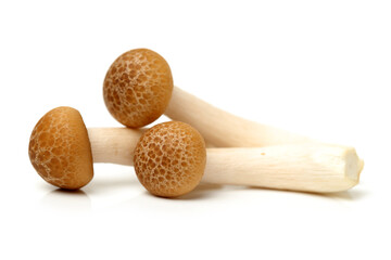 brown beech mushroom on white background 
