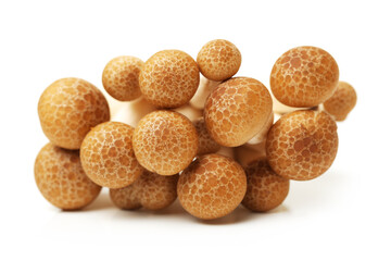 brown beech mushroom on white background 