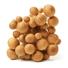 brown beech mushroom on white background 