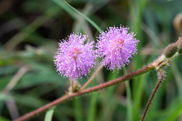 Close-up macro of blooming purple flowers. Vintage pink lilac photo with warm unusual colors on nature blur background.