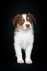 border collie puppy