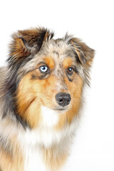 australian shepherd dog