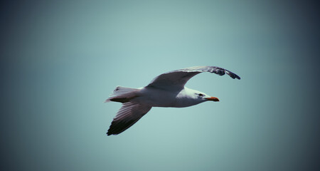 Obraz premium seagull in flight