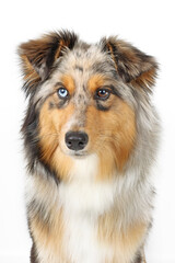 australian shepherd dog isolated
