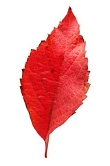 Leaf isolated on a white background 