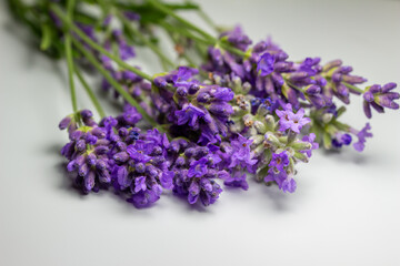 Macro studio shot of sprigs of purple English lavender (lavandula angustifolia) flower bud stems on white background with copy space