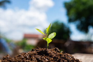 Seedling are growing in the soil and sky.
