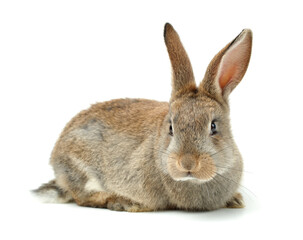 rabbit on a white background 