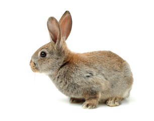 rabbit on a white background 