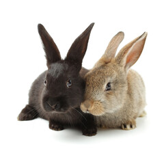 rabbit on a white background 