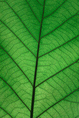 Fototapeta na wymiar Green Leaf Texture background.