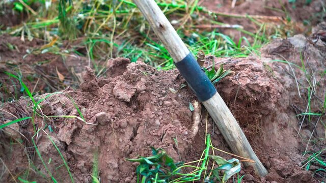 Footage B roll of Farmer harvest cassava. Farmer pulling cassava roots from ground soil prepare to sell at the cassava buying store. Cassava plantations harvesting.