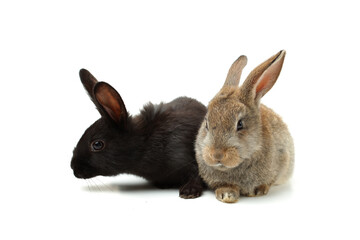 Obraz premium rabbit on a white background 