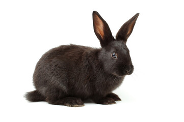rabbit on a white background