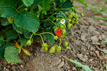 Red and green strawberry berries among green leaves on dark ground