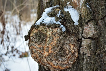 trunk of a birch