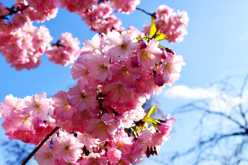 Beautiful Pink Cherry Blossom flowers blooming on branch tree against blue sky in sunny day in spring season in UK. Natural seasonal spring background.