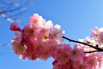 Close-up Beautiful pink Cherry Blossom flowers blooming on branch tree against blue sky in sunny day in spring season in UK. Natural seasonal spring background.
