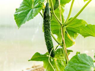 Green cucumber among green leaves in greenhouse
