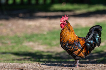 Hybrid cockerel