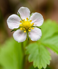 detail on flower of wild, woodland, Alpine, Carpathian, or European strawberry, or fraisier des bois