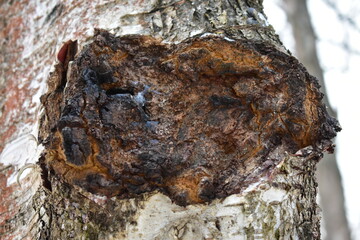 Natural chaga mushroom on birch