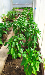 Bulgarian peppers in greenhouse. Young chickens are growing under the shelter in the summer. Vertical photo.
