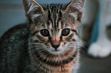 Naklejka na ściany i meble Cat Close-up Portrait. Small Tabby Kitten. Homeless Cat. Brown tone. Animal Protection and Adoption Concept