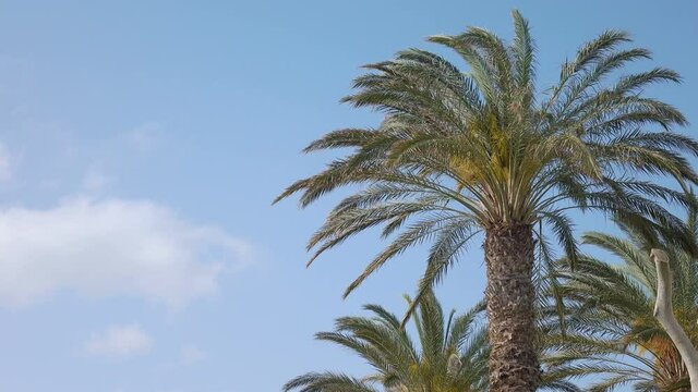Palm trees background in 4k