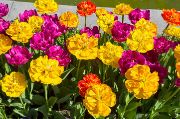 Beautiful bright yellow and purple-red double-flowered tulips.