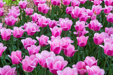 Tulips of the Matchmaker species.