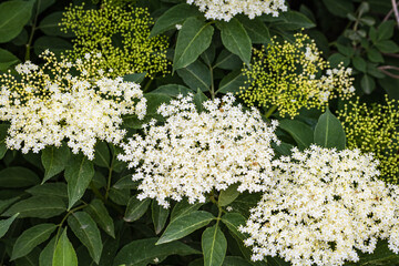 White elderberry flowers in summer sunny day.  Black sambucus (Sambucus nigra) white blooms. White...