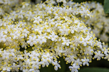 White elderberry flowers in summer sunny day.  Black sambucus (Sambucus nigra) white blooms. White...
