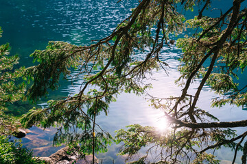 Obraz premium in the foreground is a spruce branch, a sunny summer landscape with a blue lake with the sun reflecting in the water.