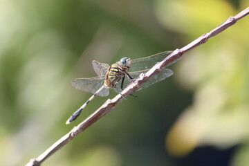 Dragonfly 