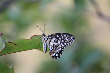 butterfly on leaf