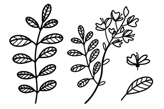 Set of vector illustrations of acacia. Branches, leaves, flowers. Hand-drawn botanical sketch. Thin plant outline, black doodle. Isolated illustration of a tree on a white background.