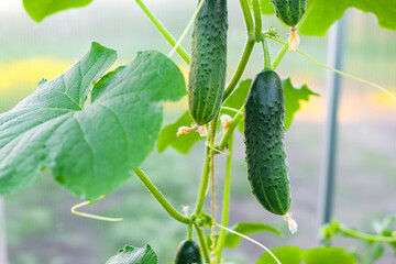 Cucumbers grown in a greenhouse with a vertical garter. Organic natural vegetables ready to harvest close-up.