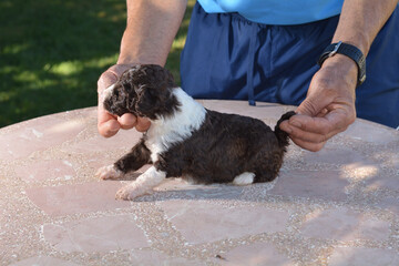 cachorros de perro de  agua español de excelente linea de sangre