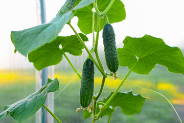 Young and juicy cucumbers growing in a closed greenhouse on a special rope. Blooming vegetables. Harvesting organic products.