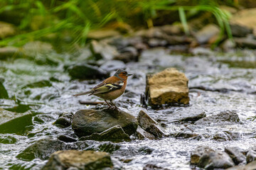 Zięba nad strumieniem © Piotr_Kardas