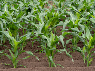 トウモロコシ畑