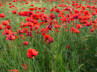 Red poppies bloom in a wild field. Beautiful field red poppies with selective focus. Red poppies in the soft light. Glade of red poppies. Soft Focus Blur