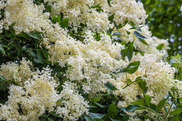 White elderberry flowers in summer sunny day.  Black sambucus (Sambucus nigra) white blooms. White...