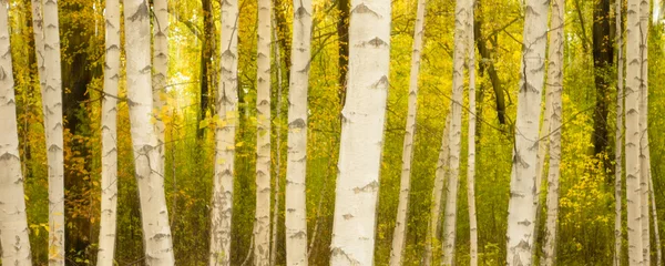 Acrylic prints Birch grove White birch trunks in autumn grove, blurred panoramic background